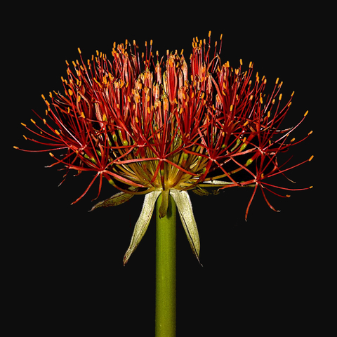 Scadoxus multiflorus