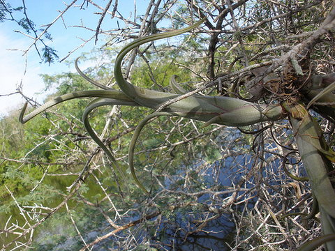 Tillandsia schubertii (10 piezas)