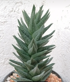 Astroworthia nellii - comprar en línea