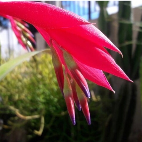 Billbergia distachya