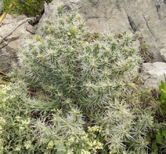 Cilindropuntia tunicata en internet