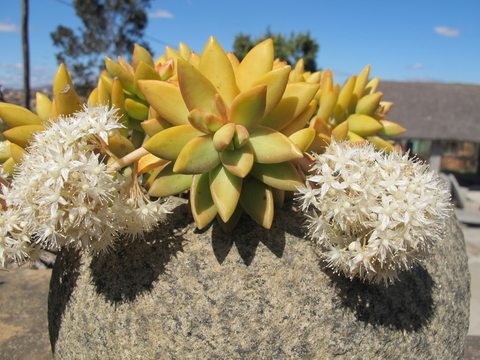 Sedum nussbaumerianum (10 esquejes)