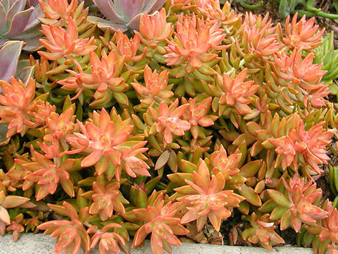 Sedum nussbaumerianum