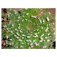 Selaginella lepidophylla (25 piezas) - Suculentas Dzityá