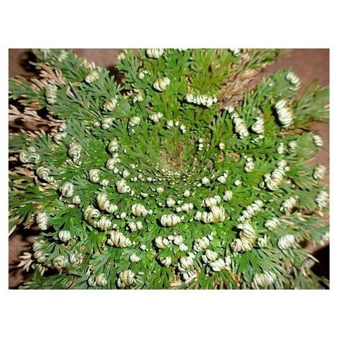Selaginella lepidophylla (25 piezas)