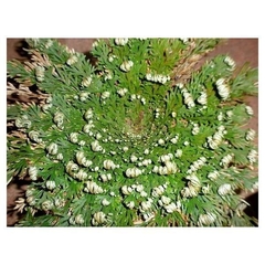 Selaginella lepidophylla - Suculentas Dzityá