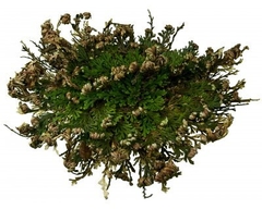 Selaginella lepidophylla (25 piezas) en internet