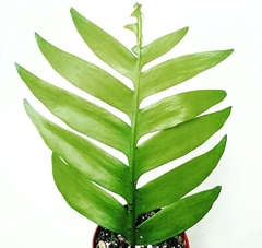 Epiphyllum chrysocardium - comprar en línea