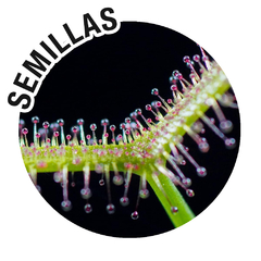 Semillas Drosera binata