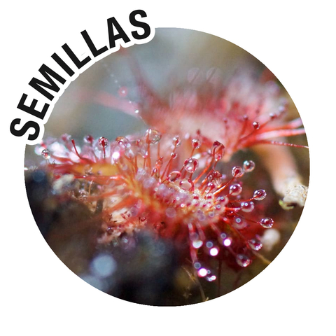 Semillas Drosera Mix