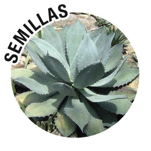 Semillas Agave seemaniana