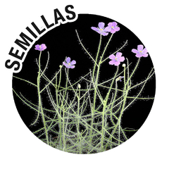 Semillas Byblis liniflora