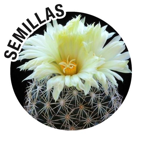 Semillas Coryphantha retusa