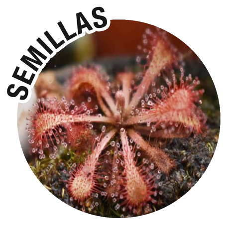 Semillas Drosera sp. (Botswana)