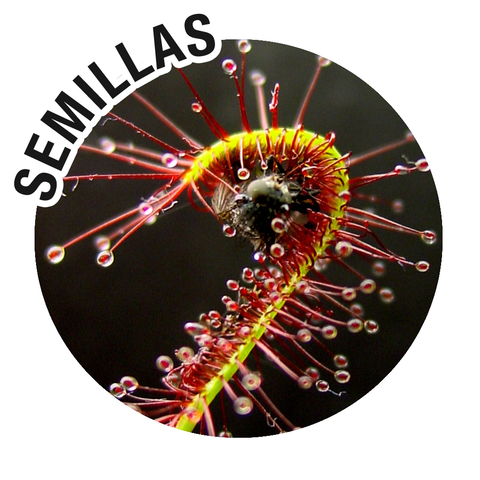 Semillas Drosera capensis