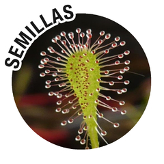 Semillas Drosera nidiformis