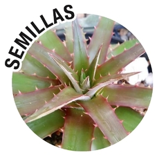 Semillas Dyckia brevifolia