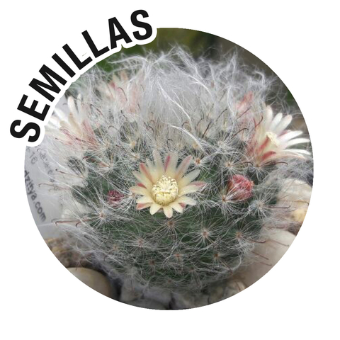 Semillas Mammillaria bocasana