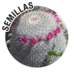 Semillas Mammillaria haageana conspicua