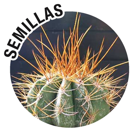 Semillas Melocactus ernestii-longicarpus