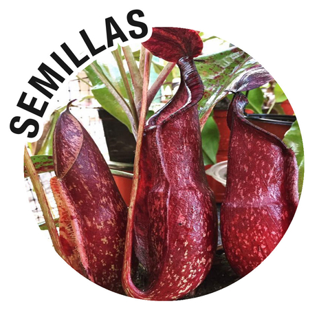 Semillas Nepenthes (Mirabilis Red x Viking) x (Mirabilis Red x Raff Giant)