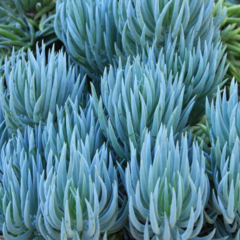 Senecio mandraliscae 'Blue'