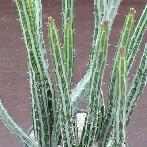 Senecio stapeliiformis