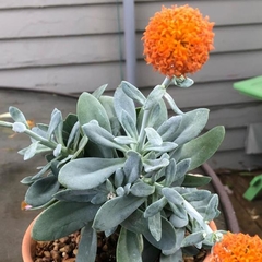 Senecio fulgens