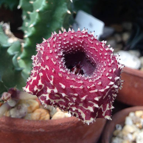 Huernia 'Sepalachi'