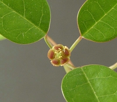 Euphorbia schlechtendalii - Suculentas Dzityá