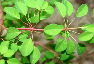 Euphorbia schlechtendalii