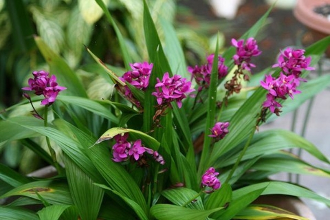 Spathoglottis unguiculata