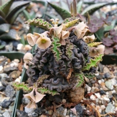 Euphorbia decaryi spirosticha - comprar en línea