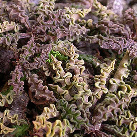 Euphorbia decaryi spirosticha