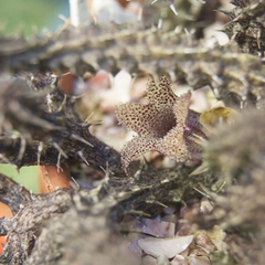 Stapelianthus decaryii (10 esquejes)