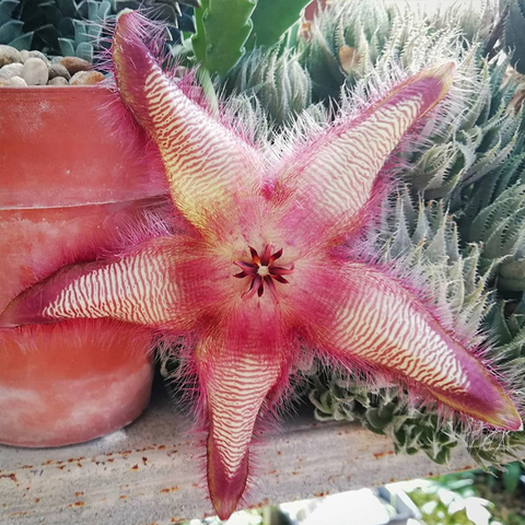 Stapelia hirsuta