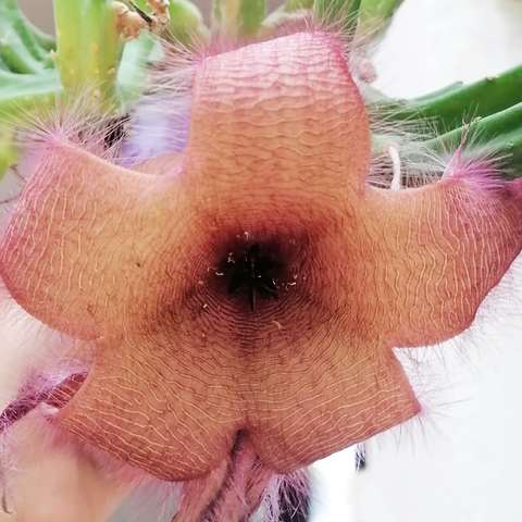 Stapelia 'Pelaná'