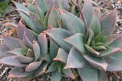 Aloe striata - Suculentas Dzityá