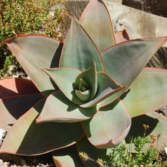 Aloe striata