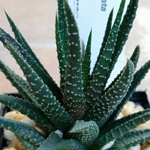 Haworthia subattenuata