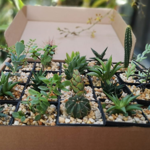 Succulent Box