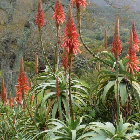 Aloe arborescens