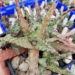 Surtido de Aloes - Suculentas Dzityá