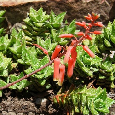 Aloe juvenna (10 esquejes)