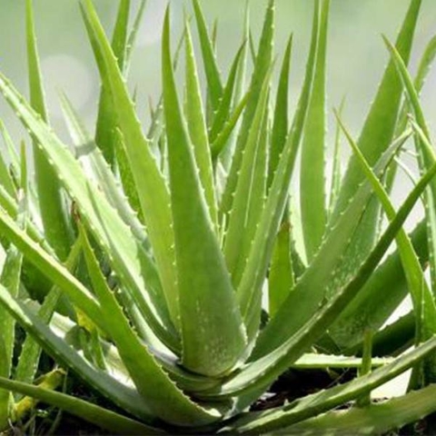 Surtido de Aloes