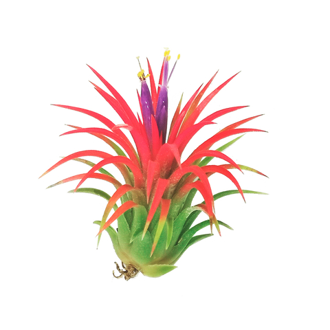 Tillandsia ionantha