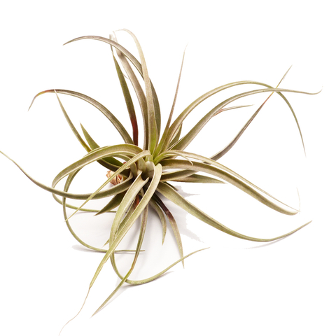 Tillandsia ionantha x intermedia