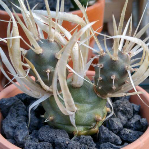 Tephrocactus articulatus papyracanthus