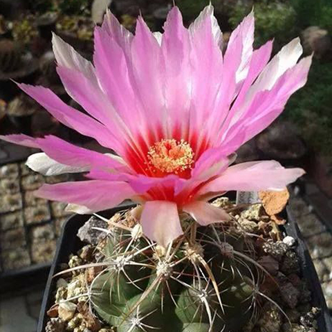 Thelocactus bicolor commodus