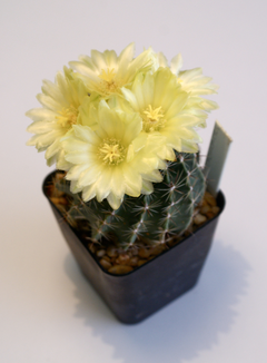 Thelocactus setispinus (flor amarilla) - comprar en línea
